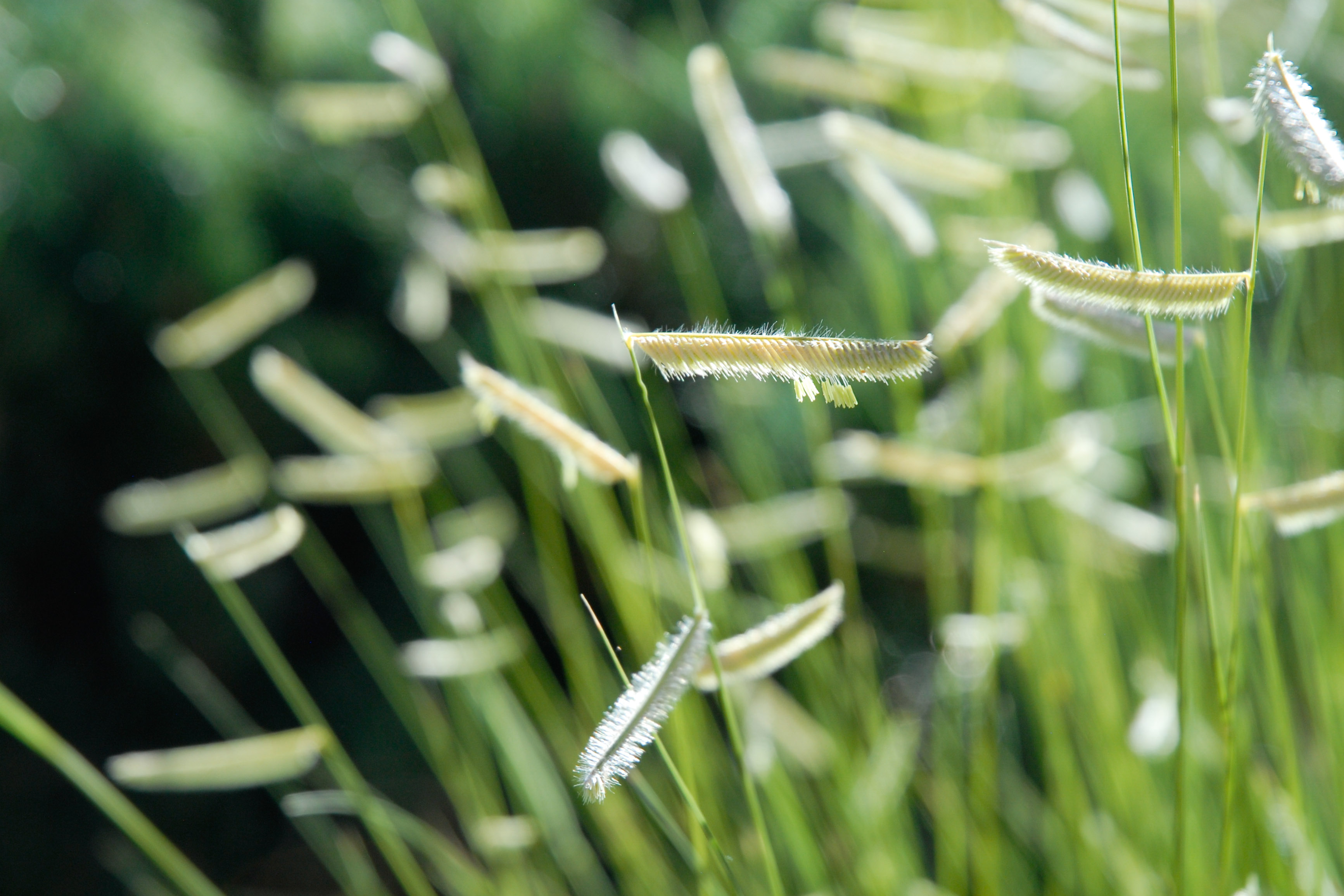 Blonde Ambition Blue Grama Grass